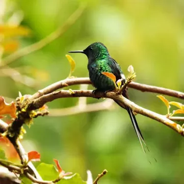 Quae sunt aliquae facultates cibi singulares pro hummingivis in hortis urbanis et hortis?