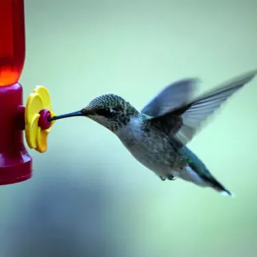 Quae sunt differentiae in fontibus cibi inter diversas species hummingales?