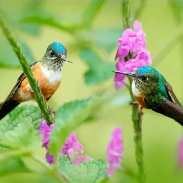 Num color hummingbird nutriens effectum habet in amoenitate hummingbird?