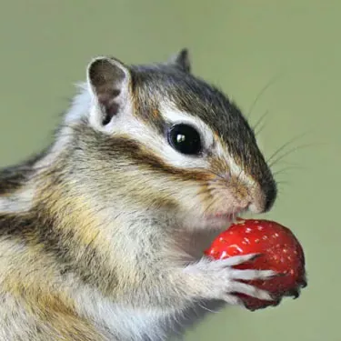 Quae genera anti-squirrel pastores sunt durabiles?