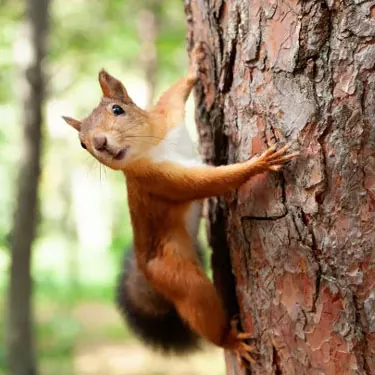 Quae sunt commoda et incommoda anti-squirrel feeders?