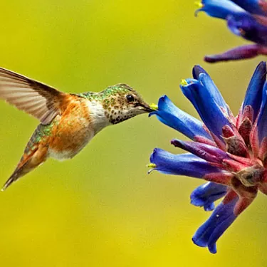 Quomodo hummingbird satietas opus facit?