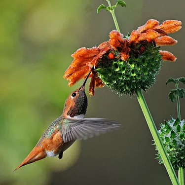 Hummingbird satietas introductio?