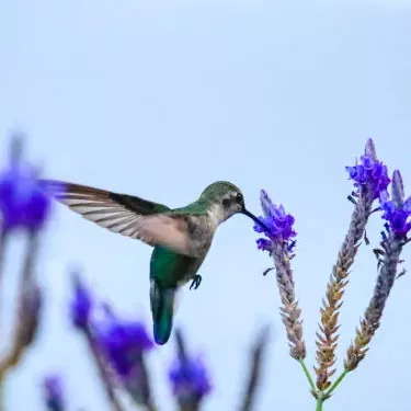 Quae res afficiunt facultatem reproducendi hummingbird?