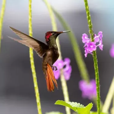 Quid est momenti adipiscing hummingbirds?