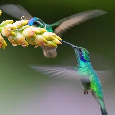 Quomodo hummingbird aptat ad partes suas oecologicas?