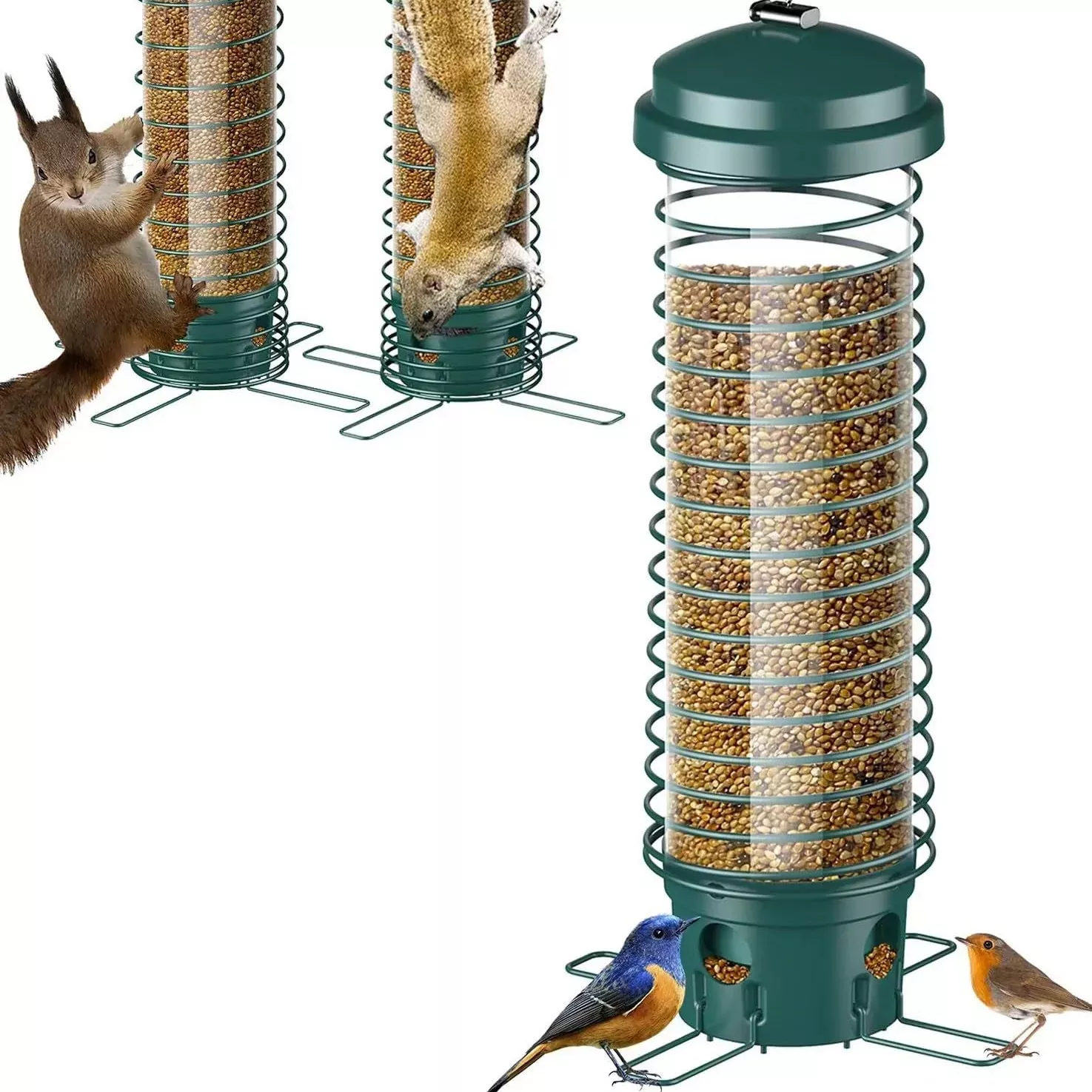 Sciurus Probatur Wild Bird Feeder